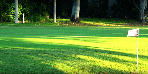 Palmetto-Pine Country Club